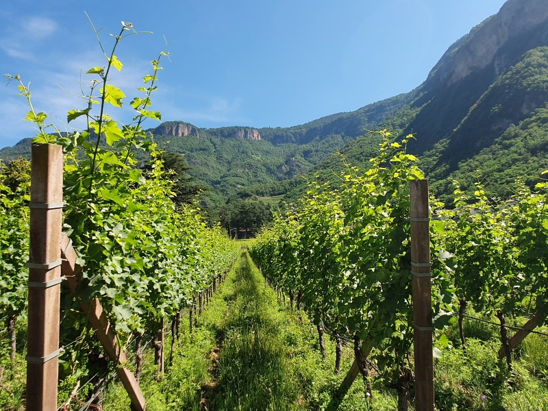 TRENTINO – ALTO ADIGE (Južna Tirolska)