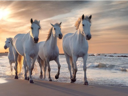 PROVANSA IN DIVJA LEPOTA CAMARGUE