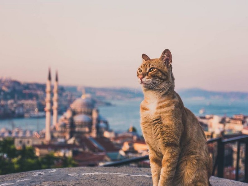 ISTANBUL - mesto na stiku dveh svetov